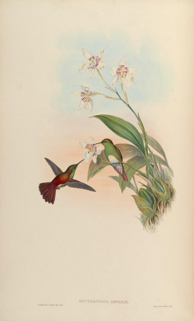 Erythronota edwardi = Amazilia edward von John Gould